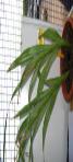foto di Gladiolus gandavensis