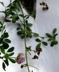 foto di Foglie di Medicago sativa