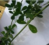 foto di Foglie di Medicago sativa