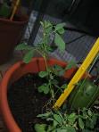 foto di Foglie di Medicago sativa