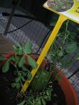 foto di Medicago sativa