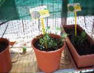 foto di Medicago sativa