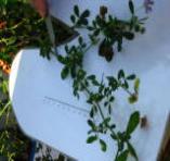 foto di Foglie di Medicago sativa