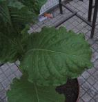 foto di Foglia di Nicotiana tabacum