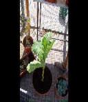 foto di Nicotiana tabacum, cv. BelW3