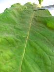 foto di Foglia di Nicotiana tabacum