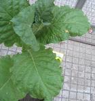 foto di Nicotiana tabacum, cv. BelW3