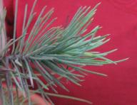 foto di Foglie di Pinus pinea