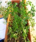 foto di Medicago sativa