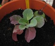 foto di Brassica oleracea