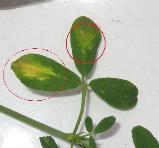 foto di Foglie di Medicago sativa