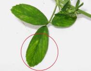 foto di Foglie di Medicago sativa
