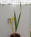 foto di Gladiolus gandavensis