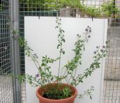 foto di Medicago sativa