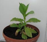 foto di Nicotiana tabacum, cv.BelW3