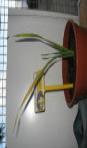 foto di Gladiolus gandavensis
