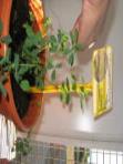 foto di Medicago sativa