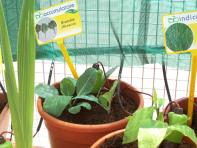 foto di Piantine di Brassica oleracea