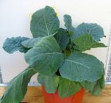 foto di Piante di Brassica oleracea