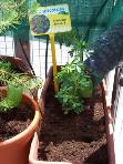 foto di Piantina di Medicago sativa