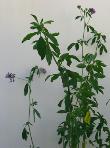 foto di Medicago sativa