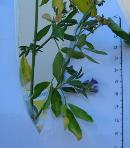 foto di Necrosi su foglie di Medicago sativa