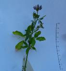 foto di Pianta di Medicago sativa