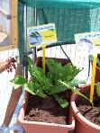 foto di Pianta di Tarassacum officinale