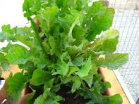 foto di Tarassacum officinale