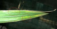 foto di Foglia di Gladiolus gandavensis