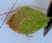foto di Foglia di Nicotiana tabacum
