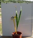 foto di Gladiolus gandavensis