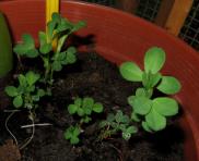 foto di Medicago sativa