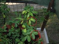 foto di Foglie di Medicago sativa