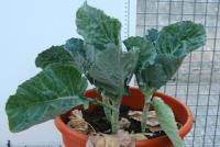 foto di Piante di Brassica oleracea