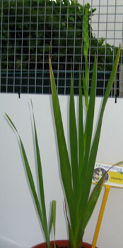 foto di Pianta di Gladiolus gandavensis