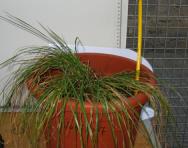 foto di Cespo di Lolium perenne