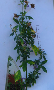 foto di Foglie di Medicago con necrosi