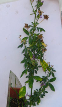 foto di Altro esempio di necrosi su Medicago
