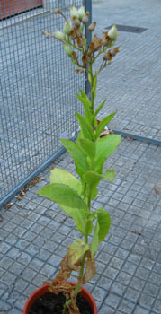 foto di Pianta di Nicotiana tabacum
