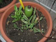 foto di Taraxacum officinale