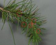 foto di Foglie di Pinus pinea
