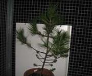 foto di Pinus sp.