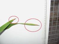 foto di Foglia di Gladiolus gandavensis