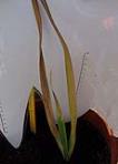 foto di Gladiolus gandavensis