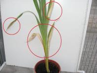 foto di Foglie di Gladiolus gandavensis