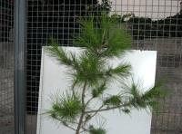 foto di Pinus sp.