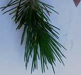 foto di Foglie di Pinus