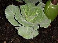 foto di Brassica oleracea