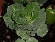 foto di Brassica oleracea